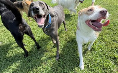 Helping Your Pet Adjust When Life Gets Busy