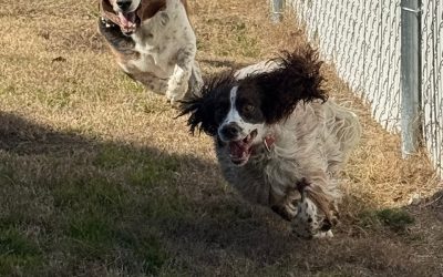 Spring Travel Plans? Trust Smith Farms Kennels for Atlanta Dog Boarding and Training