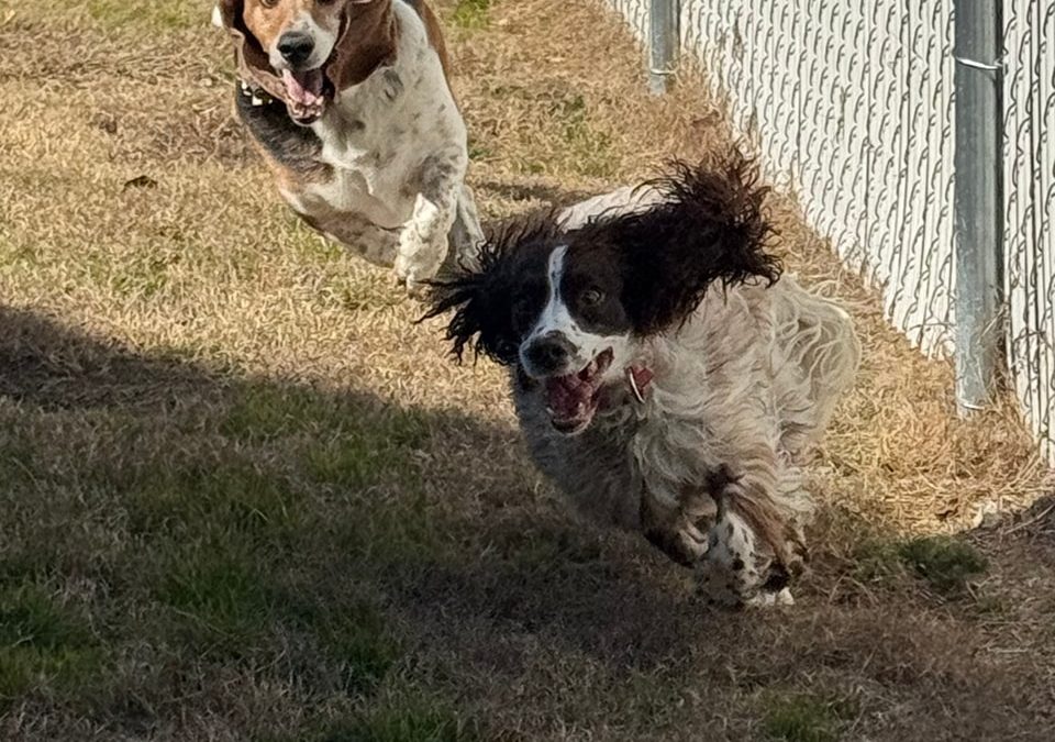 Spring Travel Plans? Trust Smith Farms Kennels for Atlanta Dog Boarding and Training
